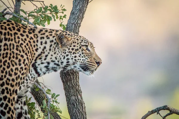 Seitenprofil eines Leoparden. — Stockfoto