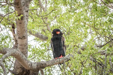 Bir ağacın altında oturup Bateleur.