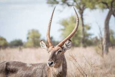 Erkek Waterbuck.3 yıldızı