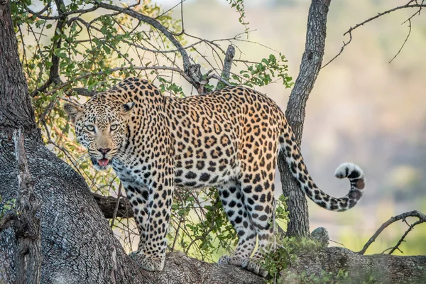 Leopard looking out of a tree. — Stock Photo, Image