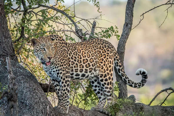 Leopardo mirando desde un árbol . — Foto de Stock