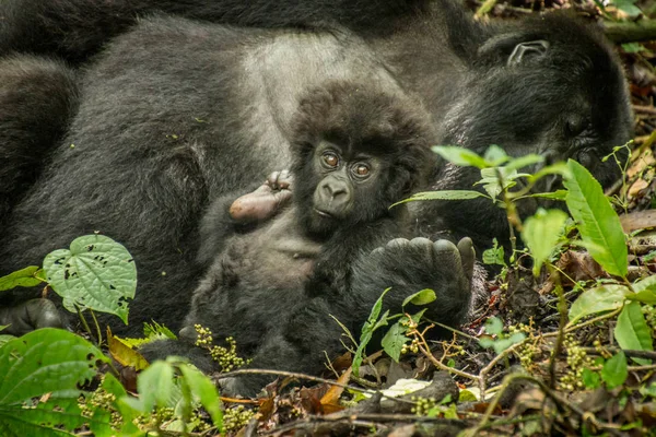 Bébé gorille de montagne couché avec sa mère dans les feuilles . — Photo