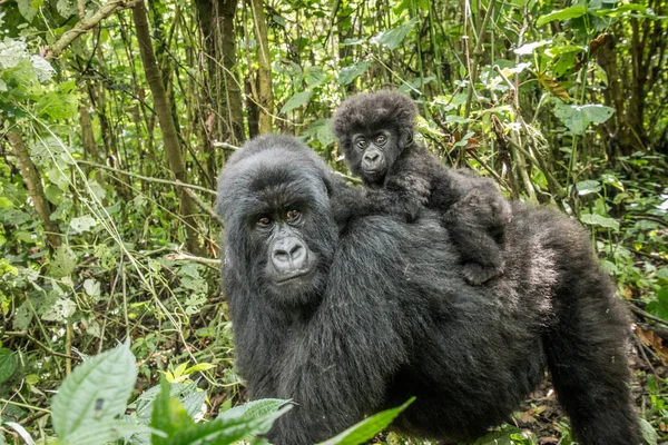 Bebê montanha gorila sentado em sua mãe . — Fotografia de Stock