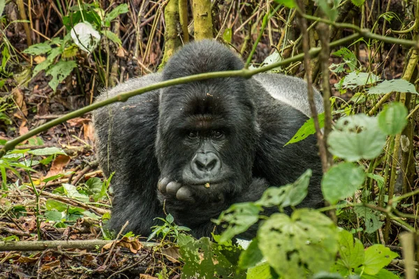 Silverback hegyi gorilla feküdt a levelek. — Stock Fotó