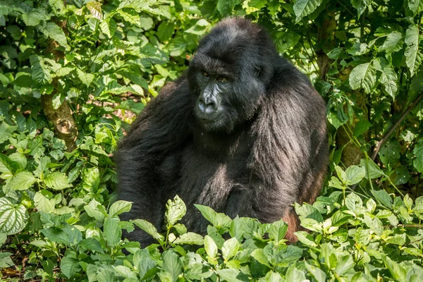 Gorila de montaña sentado en las hojas . — Foto de Stock
