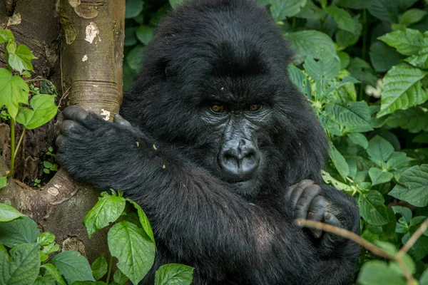 Mountain gorilla sidder i bladene . - Stock-foto