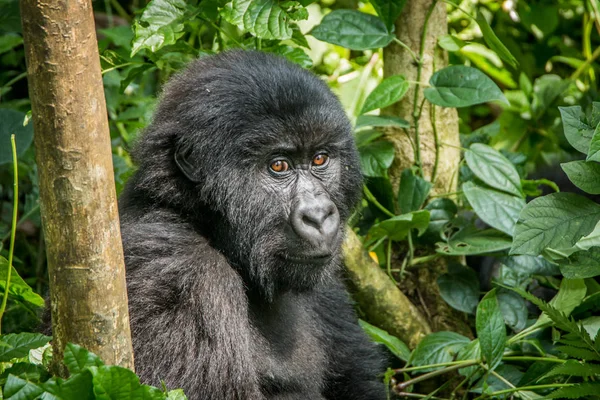 Mountain gorilla sitting in the leaves. — Stock Photo, Image