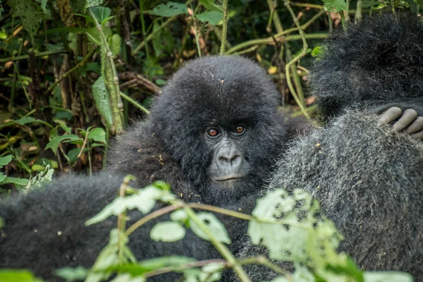 Bebé gorila de montaña escondido detrás de su madre . — Foto de Stock