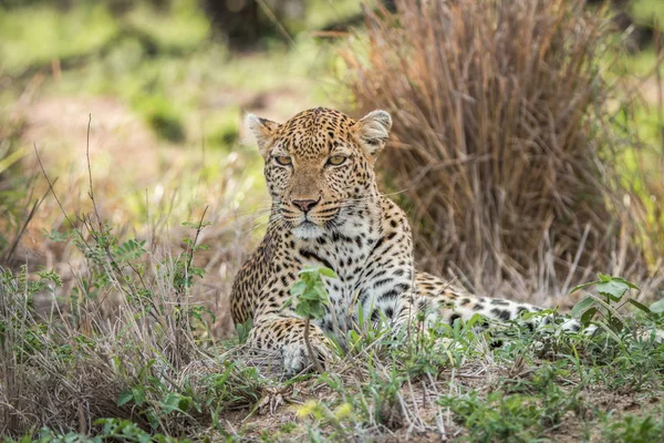 Leopard feküdt a fűben. — Stock Fotó