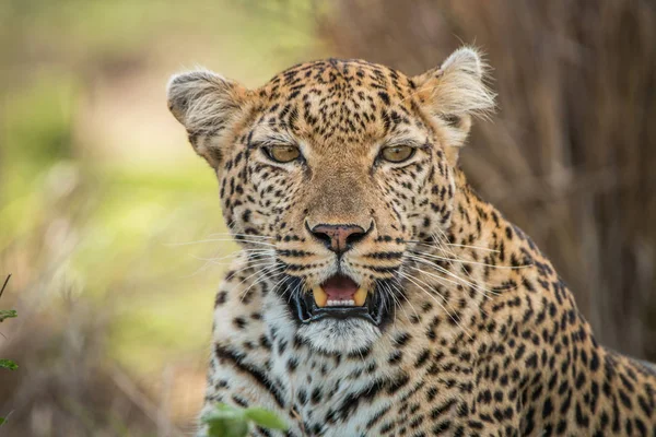 Leopardo estrelando a câmera . — Fotografia de Stock