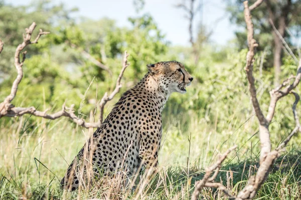 Sisi profil dari Cheetah pada melihat keluar . — Stok Foto