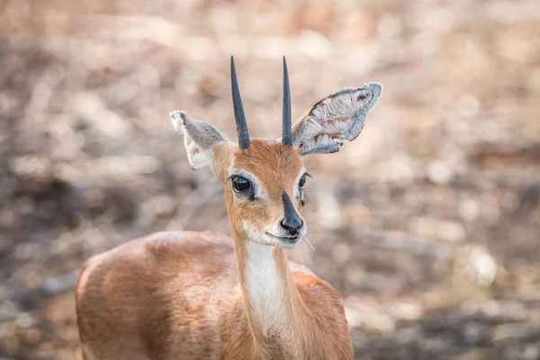 Steenbok starrt in die kamera. — Stockfoto