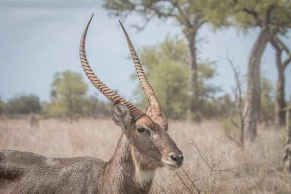 Boční profil velké mužské Waterbuck. — Stock fotografie