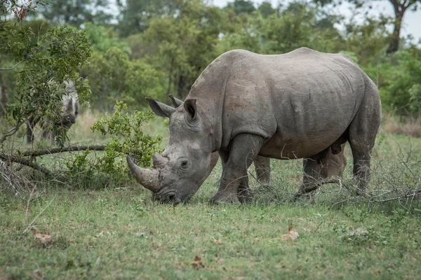 Rinoceronte bianco mangiare erba . — Foto Stock