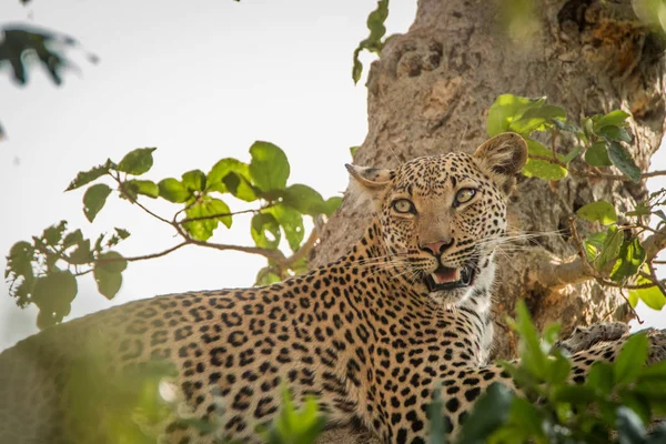 Leopard egy fa megállapításáról. — Stock Fotó