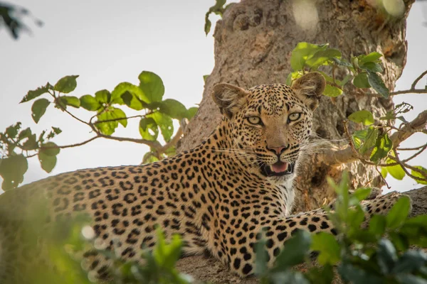 Leopard egy fa megállapításáról. — Stock Fotó