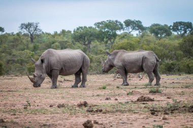 Two White rhinos standing in the dirt. clipart