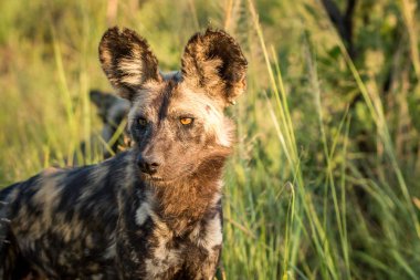 Starring African wild dog. clipart