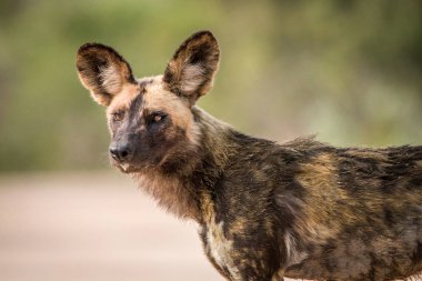 Afrika vahşi köpek yıldızı.