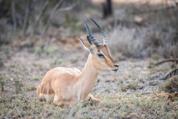 Jovem Impala masculino sentado na grama . — Fotografia de Stock