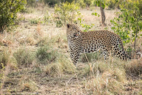 Marche léopard dans l'herbe . — Photo