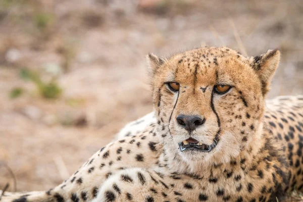 Detail hlavní gepard. — Stock fotografie