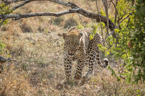 Leopard gyaloglás felé a kamera. — Stock Fotó