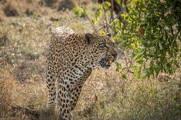 Leopard schaut in einem Baum auf. — Stockfoto