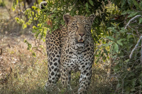 Leopard starrt in die Kamera. — Stockfoto