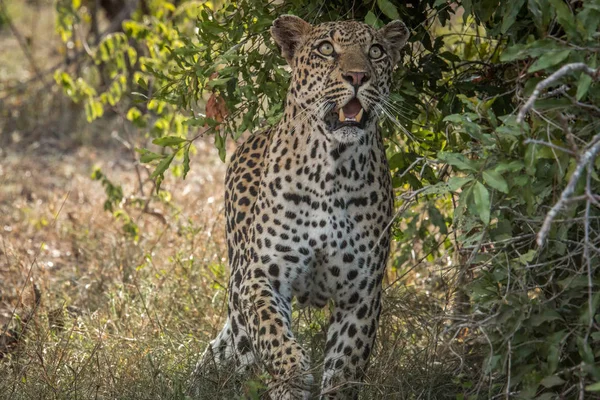 Leopard keresi fel egy fa. — Stock Fotó