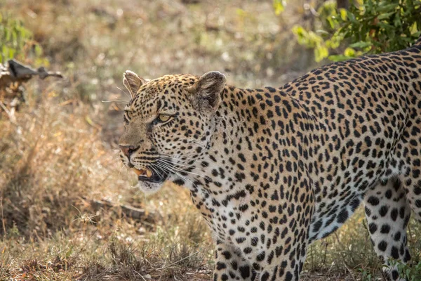 Seitenprofil eines Leoparden. — Stockfoto