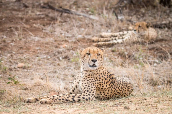 Cheetah yaciendo en la hierba . — Foto de Stock