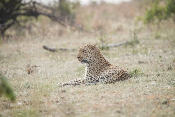 Leopardo tendido en la hierba . — Foto de Stock