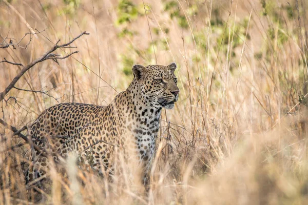 A Leopard blending in in the high grass. — Stock Photo, Image