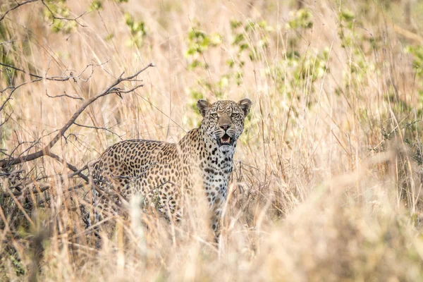 Ein Leopard mischt sich ins hohe Gras. — Stockfoto