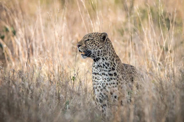 Um leopardo se misturando na grama alta . — Fotografia de Stock