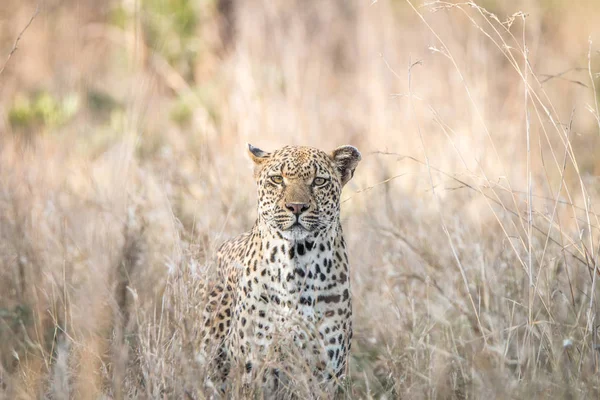 Un leopardo mezclándose en la hierba alta . — Foto de Stock