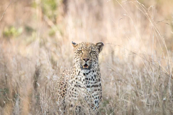 Ein Leopard mischt sich ins hohe Gras. — Stockfoto