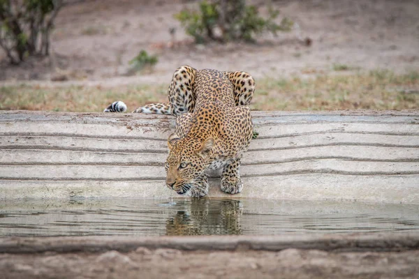 Leopard drinking water at a waterhole.