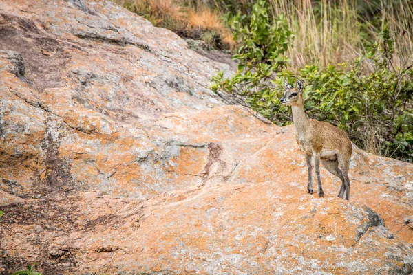 바위에 남성 Klipspringer 서. — 스톡 사진