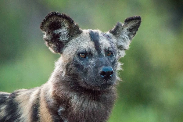 Protagonizada por un perro salvaje africano . — Foto de Stock