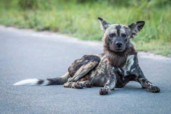 Cão selvagem africano deitado na estrada . — Fotografia de Stock