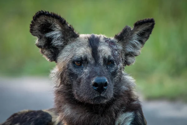 主演のアフリカの野生の犬. — ストック写真