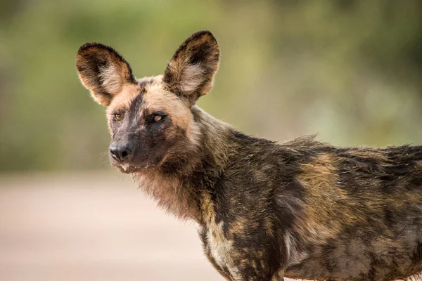 Met in de hoofdrollen Afrikaanse wilde hond. — Stockfoto