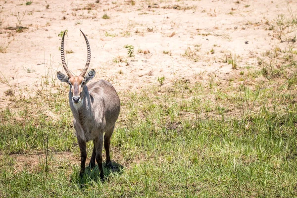 Kameraya oynadığı büyük erkek Waterbuck. — Stok fotoğraf