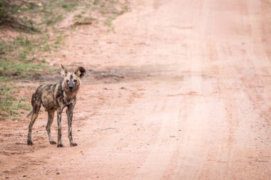 Afrika yaban köpeği ayakta yolda.