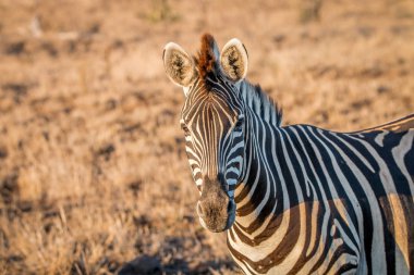 Zebra starring at the camera. clipart