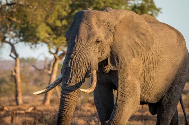 Ormanda yürüyüş büyük fil boğa.