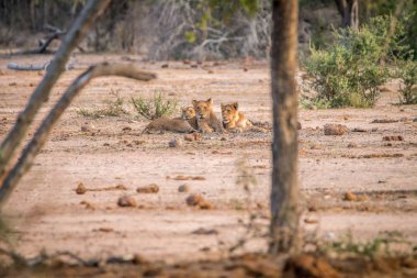 Üç aslan kuma döşeme.