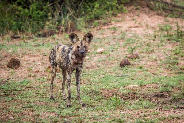 Chien sauvage africain debout dans l'herbe . — Photo